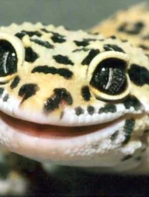 Lizard Smile