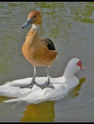 duck-on-duck